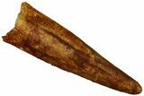 Fossil Pterosaur (Siroccopteryx) Tooth - Morocco #297016-1